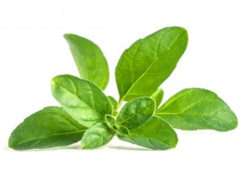 پونه کوهی (بسته بندی 50 گرمی)